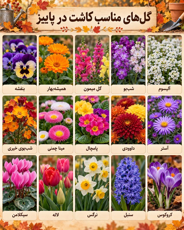 چه گل‌هایی را در پاییز بکاریم؟ راهنمای انتخاب و کاشت ۱۵ گل برای باغچه و گلدان