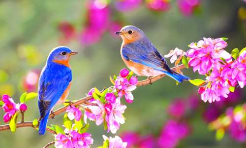انشای ۲: زیبایی طبیعت در فصل بهار