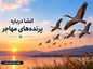 انشا درباره پرنده های مهاجر