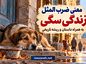 معنی ضرب المثل زندگی سگی